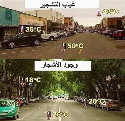 مشروع التشجير وصيانة الطرق وتطويرها